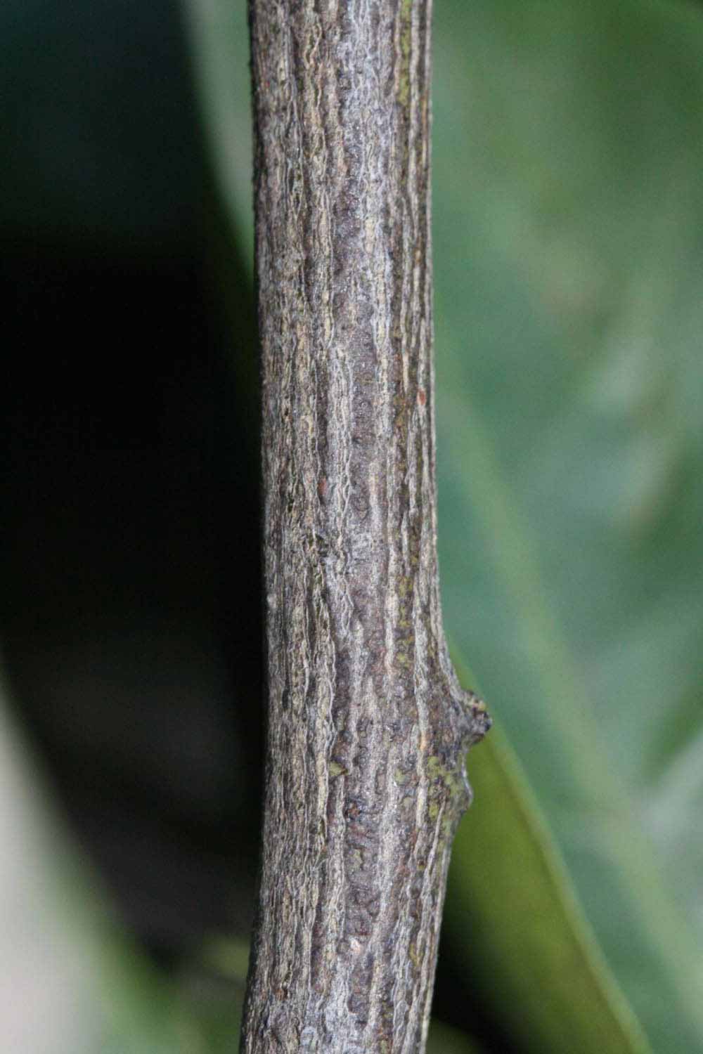              Second - third year twig (Riverside,   CA)       